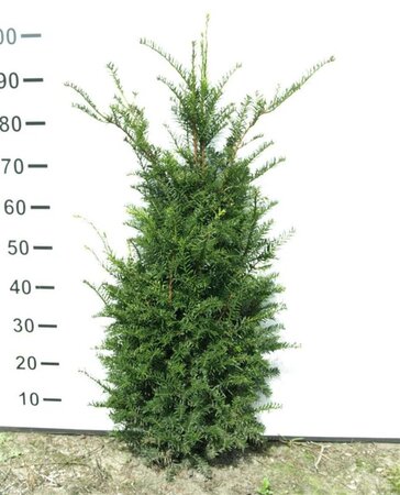 Taxus baccata 80-100 cm met kluit - afbeelding 28