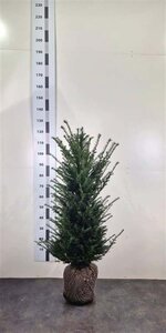 Taxus baccata 80-100 cm met kluit - afbeelding 43