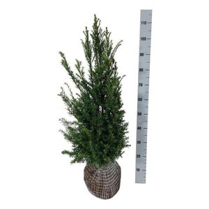 Taxus baccata 80-100 cm met kluit - afbeelding 15