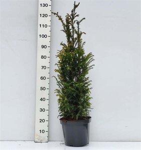 Taxus baccata 80-100 cm met kluit - afbeelding 38