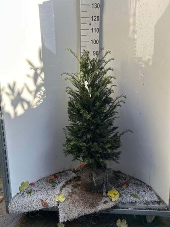 Taxus baccata 80-100 cm met kluit - afbeelding 19