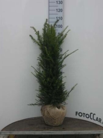 Taxus baccata 80-100 cm met kluit - afbeelding 36