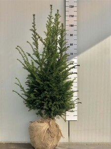 Taxus baccata 80-100 cm met kluit - afbeelding 1