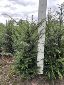 Taxus baccata 80-100 cm met kluit - afbeelding 42