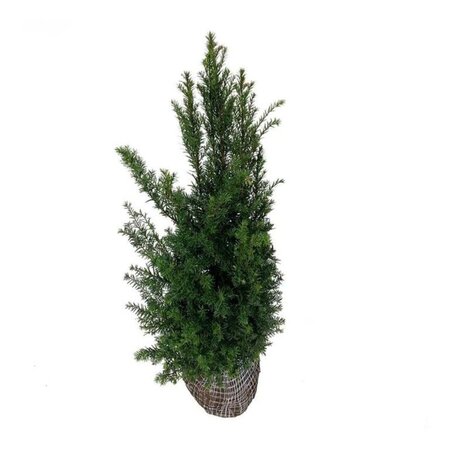 Taxus baccata 80-100 cm met kluit - afbeelding 14