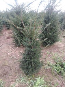 Taxus baccata 80-100 cm met kluit - afbeelding 34