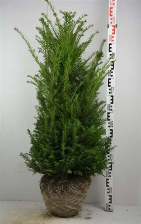 Taxus baccata 80-100 cm met kluit - afbeelding 39