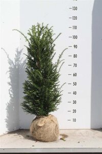 Taxus baccata 80-100 cm met kluit - afbeelding 18