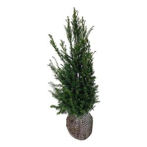 Taxus baccata 80-100 cm met kluit - afbeelding 13