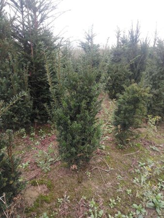 Taxus baccata 80-100 cm met kluit - afbeelding 37