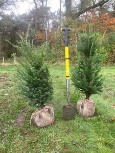 Taxus baccata 80-100 cm met kluit - afbeelding 29