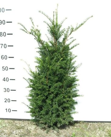 Taxus baccata 80-100 cm met kluit - afbeelding 16