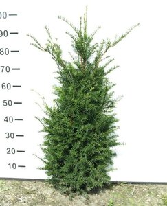 Taxus baccata 80-100 cm met kluit - afbeelding 16