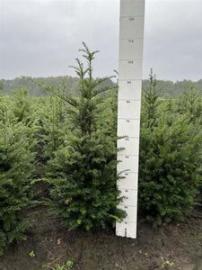 Taxus baccata 80-100 cm met kluit - afbeelding 41