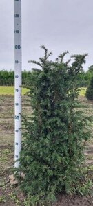 Taxus baccata 80-100 cm met kluit - afbeelding 3