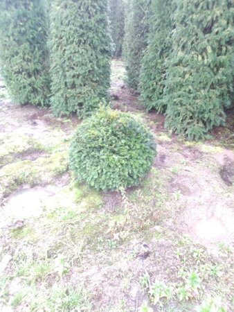 Taxus baccata 90 cm met kluit bol - afbeelding 5