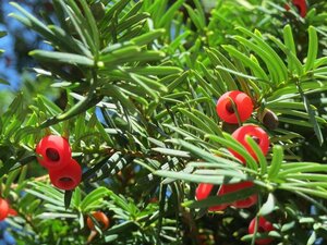 Taxus baccata 90 cm met kluit bol - afbeelding 1