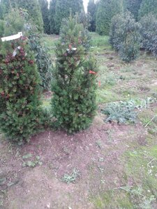 Taxus media 'Hicksii' 100-125 cm met kluit - afbeelding 4