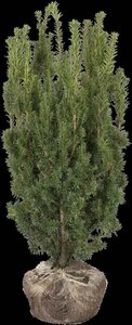 Taxus media 'Hicksii' 100-125 cm met kluit - afbeelding 3