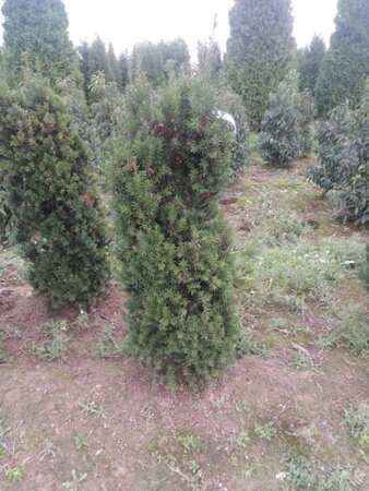 Taxus media 'Hicksii' 125-150 cm met kluit - afbeelding 4