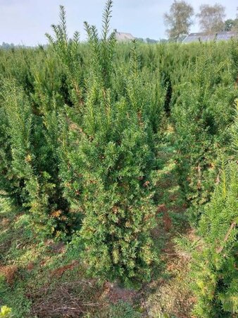 Taxus media 'Hicksii' 125-150 cm met kluit - afbeelding 5