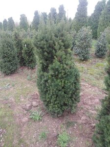 Taxus media 'Hicksii' 150-175 cm met kluit - afbeelding 3