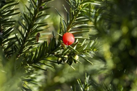 Taxus media 'Hicksii' 150-175 cm met kluit - afbeelding 1