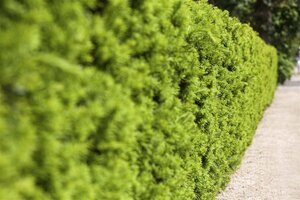 Taxus media 'Hicksii' 150-175 cm met kluit - afbeelding 2