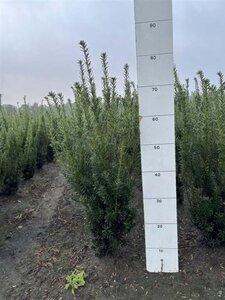 Taxus media 'Hicksii' 60-80 cm met kluit - afbeelding 7