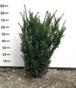 Taxus media 'Hicksii' 60-80 cm met kluit - afbeelding 3