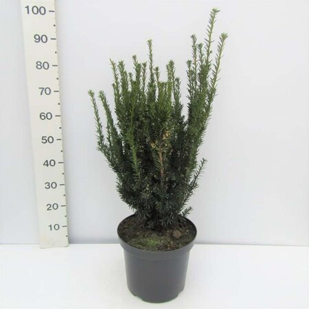 Taxus media 'Hicksii' 60-80 cm met kluit - afbeelding 10