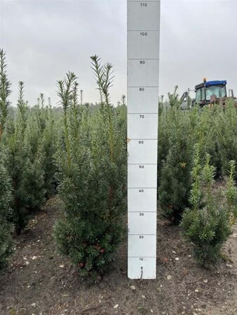 Taxus media 'Hicksii' 60-80 cm met kluit - afbeelding 6