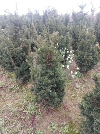 Taxus media 'Hicksii' 60-80 cm met kluit - afbeelding 4