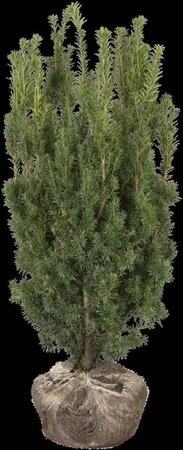 Taxus media 'Hicksii' 60-80 cm met kluit - afbeelding 8