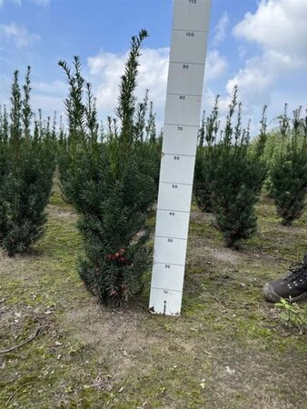 Taxus media 'Hicksii' 60-80 cm met kluit - afbeelding 5