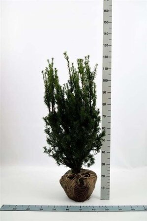 Taxus media 'Hicksii' 80-100 cm met kluit - afbeelding 7