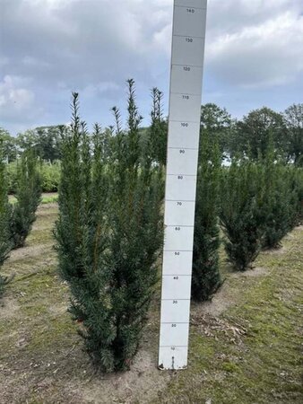 Taxus media 'Hicksii' 80-100 cm met kluit - afbeelding 6