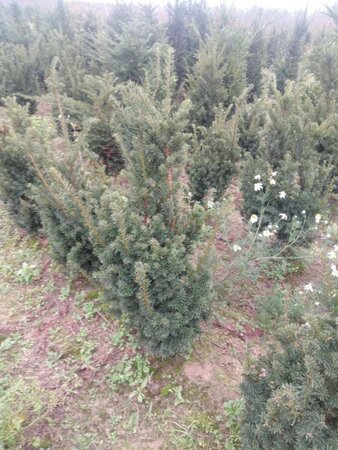 Taxus media 'Hicksii' 80-100 cm met kluit - afbeelding 4