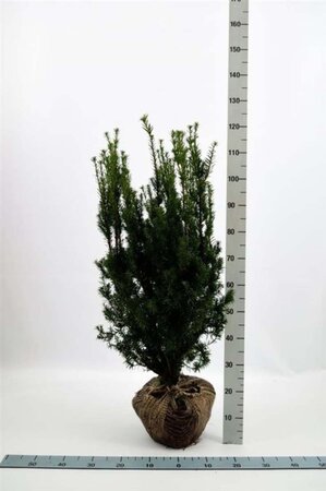 Taxus media 'Hicksii' 80-100 cm met kluit - afbeelding 5