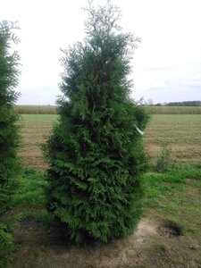 Thuja occ. 'Brabant' 200-250 cm met kluit - afbeelding 3