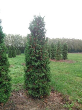 Thuja occ. 'Brabant' 200-250 cm met kluit - afbeelding 4