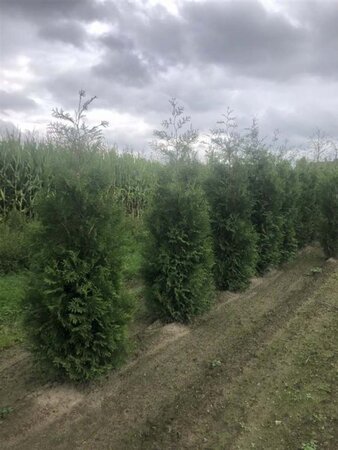 Thuja occ. 'Brabant' 200-250 cm met kluit - afbeelding 5