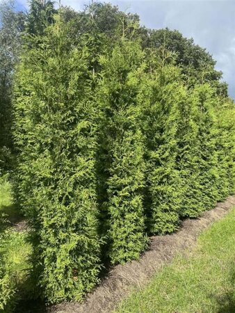 Thuja occ. 'Brabant' 250-300 cm draadkluit - afbeelding 3