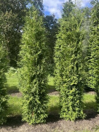 Thuja occ. 'Brabant' 250-300 cm draadkluit - afbeelding 4