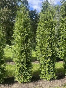 Thuja occ. 'Brabant' 250-300 cm draadkluit - afbeelding 4