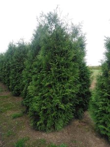 Thuja occ. 'Brabant' 250-300 cm draadkluit - afbeelding 5