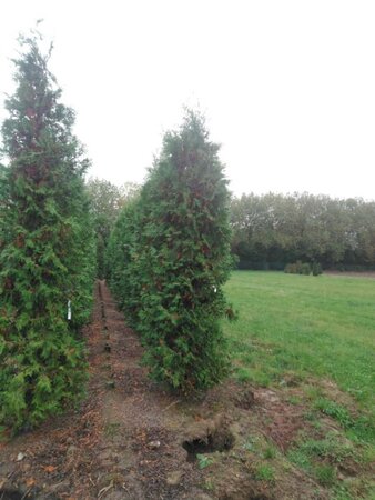 Thuja occ. 'Brabant' 250-300 cm draadkluit - afbeelding 6