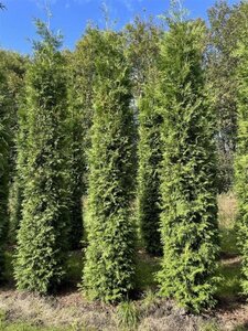 Thuja occ. 'Brabant' 300-350 cm draadkluit - afbeelding 6