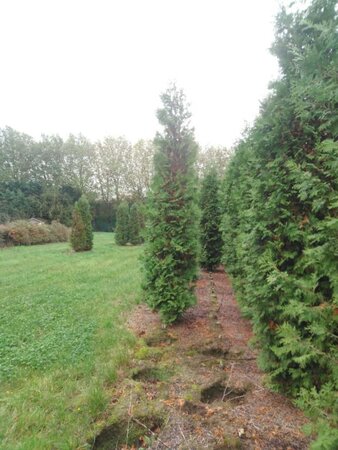 Thuja occ. 'Brabant' 300-350 cm draadkluit - afbeelding 4