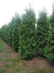 Thuja occ. 'Brabant' 300-350 cm draadkluit - afbeelding 3